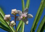 Gomphocarpus fruticosus subsp. fruticosus