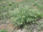 Gomphocarpus tomentosus subsp. tomentosus