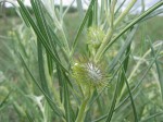 Gomphocarpus tomentosus subsp. tomentosus