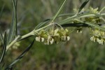 Gomphocarpus tomentosus subsp. tomentosus