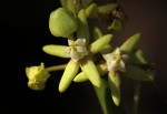 Cynanchum viminale subsp. suberosum