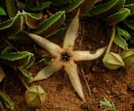 Stapelia getliffei