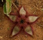 Stapelia getliffei