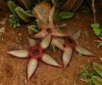 Stapelia getliffei