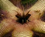 Stapelia getliffei