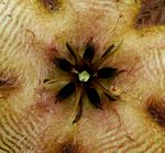 Stapelia getliffei