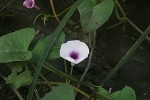 Ipomoea aquatica