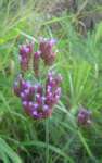 Verbena bonariensis