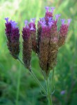 Verbena bonariensis