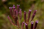 Verbena bonariensis