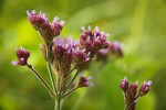 Verbena bonariensis