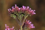 Verbena bonariensis