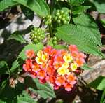 Lantana camara