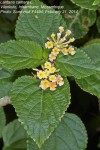 Lantana camara