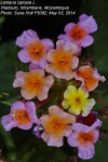 Lantana camara