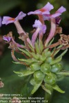 Lantana camara