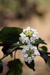 Lantana camara