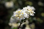 Lantana camara