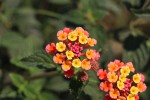 Lantana camara