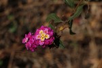 Lantana camara