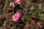 Lantana camara