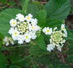 Lantana camara