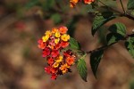 Lantana camara