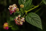 Lantana camara