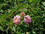 Lantana camara