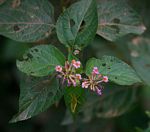 Lantana camara