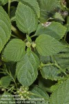 Lantana camara