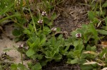 Phyla nodiflora var. nodiflora