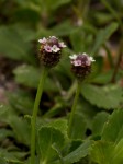 Phyla nodiflora var. nodiflora