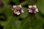 Phyla nodiflora var. nodiflora