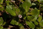 Phyla nodiflora var. nodiflora