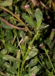 Phyla nodiflora var. nodiflora