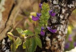 Coleus lasianthus