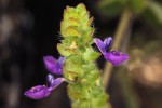 Coleus lasianthus