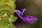 Coleus lasianthus