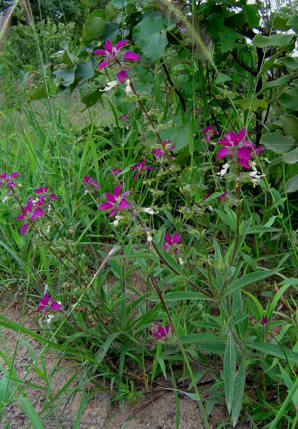 Syncolostemon bracteosus