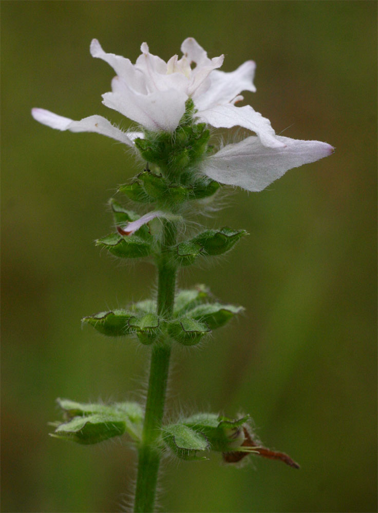 Syncolostemon bracteosus