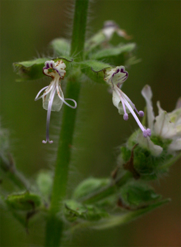 Syncolostemon bracteosus