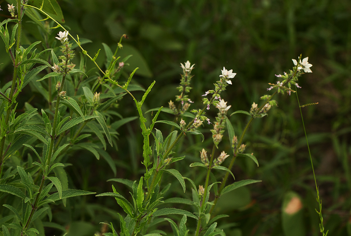 Syncolostemon bracteosus