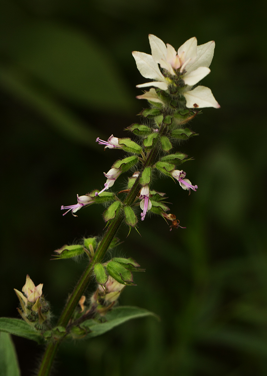 Syncolostemon bracteosus