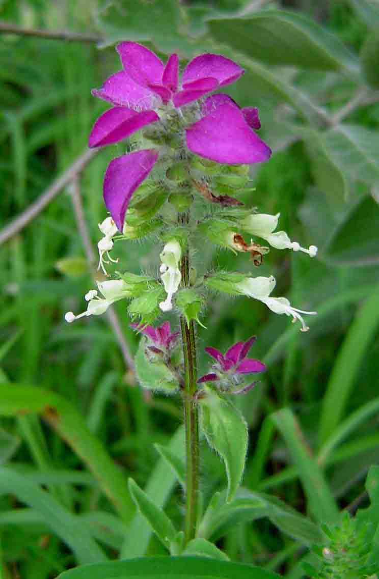 Syncolostemon bracteosus