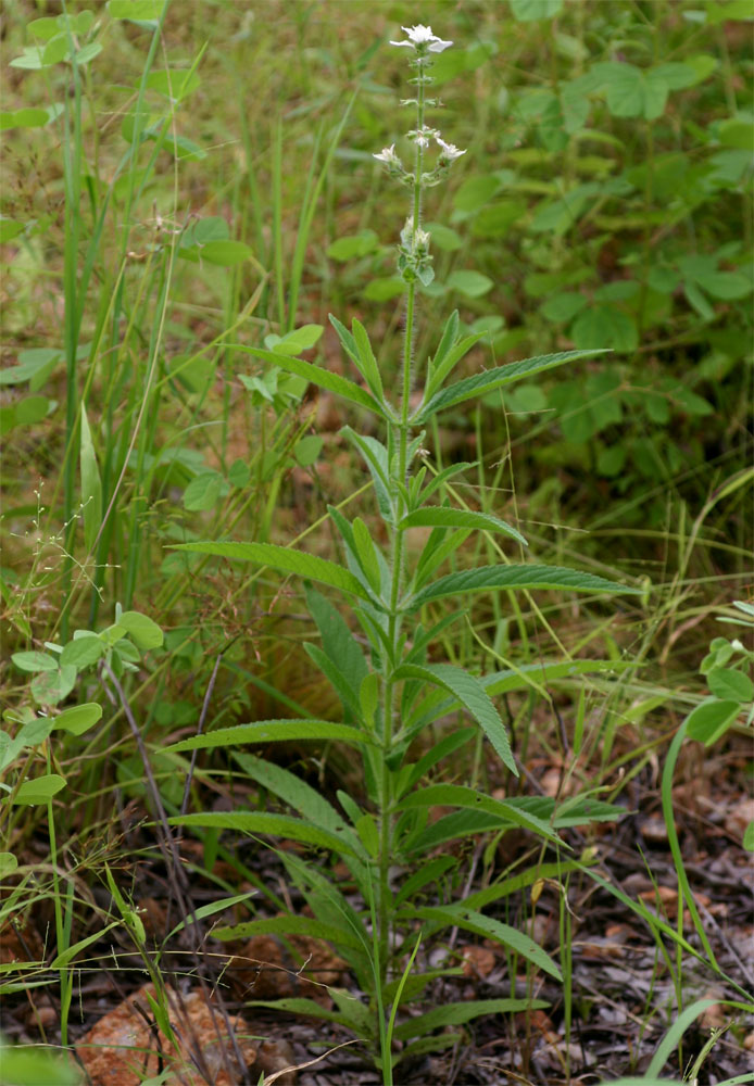 Syncolostemon bracteosus