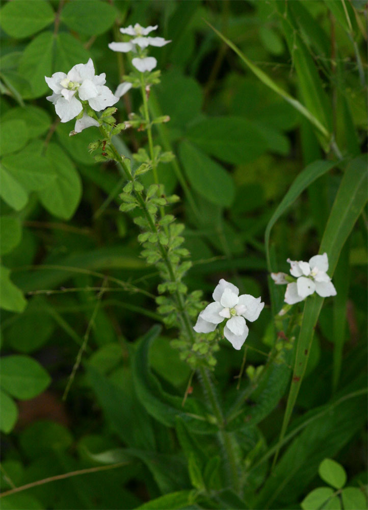 Syncolostemon bracteosus