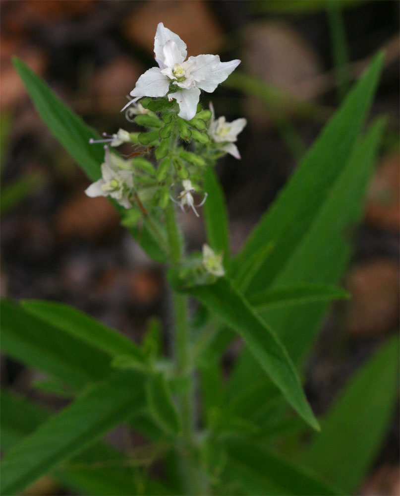 Syncolostemon bracteosus