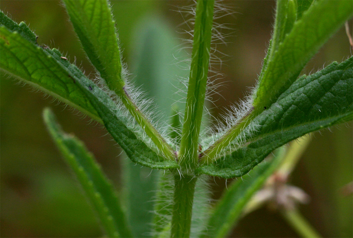 Syncolostemon bracteosus