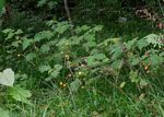 Solanum aculeatissimum